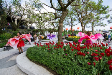 Những điểm ngắm hoa tulip ở Việt Nam Hot nhất hiện nay, save ngay địa chỉ