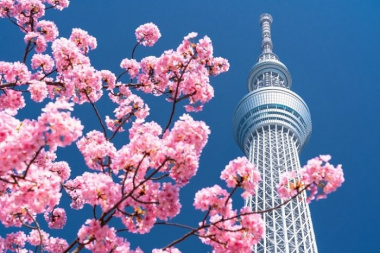 Mùa xuân này, ngắm hoa anh đào ở Tokyo nhuộm hồng khắp vùng trời