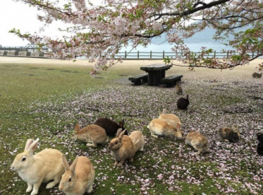 Năm Thỏ tại Nhật, đi đâu để ngắm thỏ?