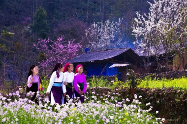 Ghim ngay bí quyết săn hoa đào hoa mận Hà Giang mùa xuân 2023 mới nhất!