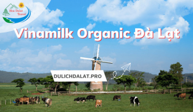 Tham quan nông trại bò sữa Vinamilk Organic Đà Lạt chuẩn châu Âu