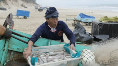 Earn tens of millions of dong per sea trip thanks to soft fish like porridge