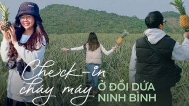 The pineapple season has not yet come, but young people everywhere have invited each other to check in the romantic pineapple hill in Ninh Binh