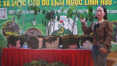 Farmers bring Ngoc Linh ginseng to the exam