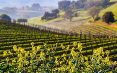 Vẻ đẹp nên thơ của thung lũng Santa Ynez - vùng rượu vang nổi tiếng của Caliornia