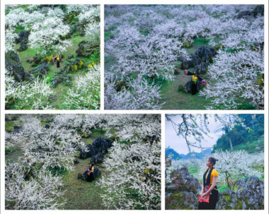 Top những địa điểm chụp ảnh hoa mận Mộc Châu đẹp nhất