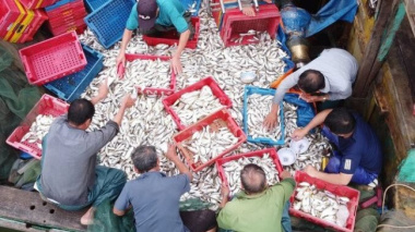 Consecutively winning big catches, fishermen make hundreds of millions