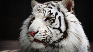 100+ hình ảnh con hổ trắng đẹp,3d, chất ngầu nhất hiện nay
