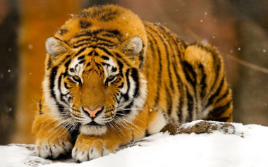 89+ hình ảnh con hổ siêu đẹp, ngầu cute, đang hot hiện nay