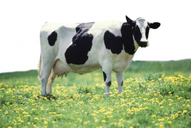 99+ hình ảnh con bò sữa cute, chế đáng yêu, đẹp mê hồn 2023