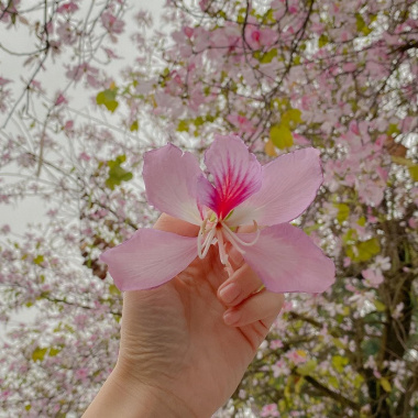 Mùa hoa ban Hà Nội: thời gian nở và địa điểm check in đẹp nhất