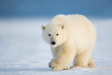 75+ hình ảnh gấu Bắc Cực trắng cực cute và ngầu nhất năm
