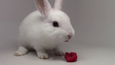 100+ hình ảnh con thỏ trắng đẹp, dễ thương, cute mới nhất 2023