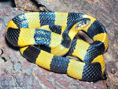 198+ hình ảnh con rắn cạp nong đẹp nhất và độc nhất hiện nay