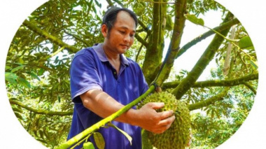 Durian exported abroad increased to a record price, farmers immediately profited billions