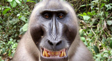 78+ hình ảnh con khỉ đột cute, hài hước và dễ thương nhất