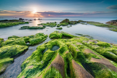 Xách ba lô đến ngay những bãi biển phủ rêu xanh ở Việt Nam