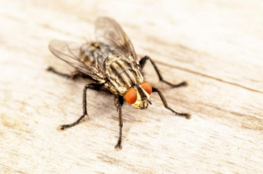 58+ hình ảnh con ruồi giấm và ruồi bu to khủng bố nhất năm