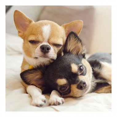 200+ hình ảnh chó Chihuahua thuần chủng, đẹp hút hồn nhất