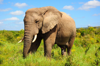 99+ hình ảnh con voi to đẹp và ấn tượng nhất trên thế giới