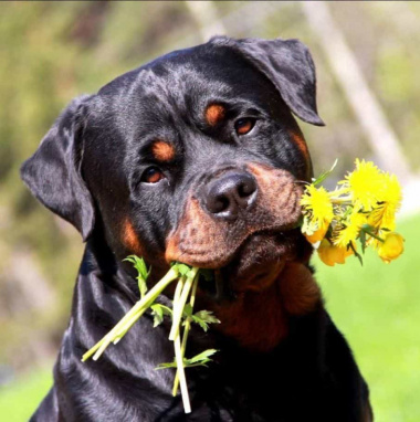 239+ hình ảnh chó rottweiler đẹp nhất, ai nhìn cũng thích