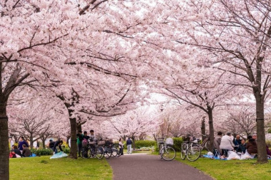 Những quy tắc cần nhớ khi đi ngắm hoa anh đào ở Nhật Bản