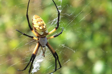 65+ hình ảnh con nhện đẹp, giăng tơ siêu to khổng lồ 2023