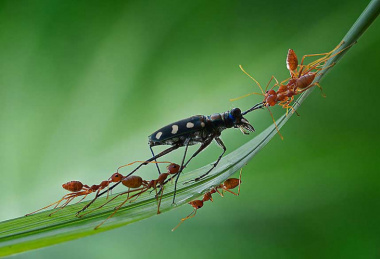 200+ hình con kiến đẹp dễ thương đầy màu sắc trên thế giới