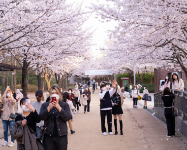 Những lễ hội hoa anh đào mùa xuân nổi tiếng Hàn Quốc