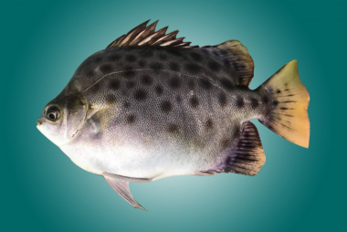 159+ hình ảnh cá nâu đẹp và đầy đủ chủng loại mới nhất 2023