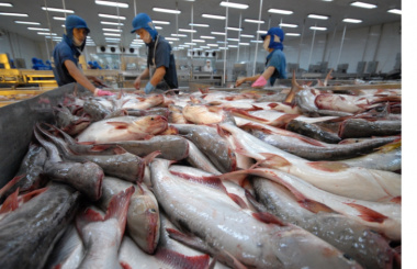 160+ hình ảnh cá tra Việt Nam, đang xuất khẩu nhiều nhất hiện nay