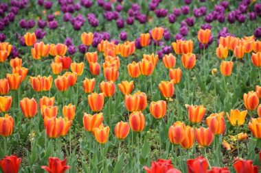 Tìm đến vẻ đẹp thơ mộng của Lễ hội hoa Tulip Kashmir
