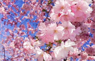 Lưu ngay lịch ngắm hoa anh đào 2023 – Vẻ đẹp dịu dàng ngày xuân