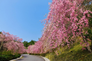 Những điểm ngắm hoa anh đào tại vùng Kansai