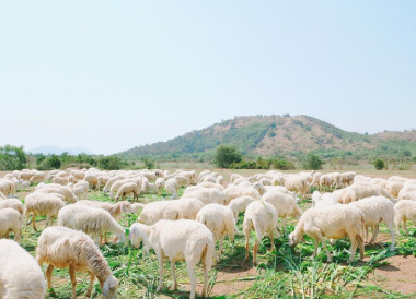 Đồng cừu Suối Nghệ – Điểm đến thơ mộng như ở trời Âu