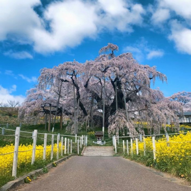Bật mí lịch trình ngắm hoa anh đào vùng Đông Bắc Nhật Bản hấp dẫn bạn chớ nên bỏ lỡ 
