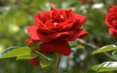 123+ Hình ảnh hoa hồng đỏ tặng người yêu lãng mạn, đẹp tự nhiên