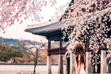 Hóa “nàng thơ” ở những địa điểm chụp hình hoa anh đào đẹp tại Hàn! Cập nhật lịch hoa nở chi tiết!