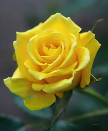 Miễn phí 190+ Hình ảnh hoa hồng vàng Đà Lạt đẹp nhất, rực rỡ, nổi bật