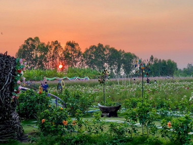 Ở Bạc Liêu có một cánh đồng Hoa Huỳnh đẹp ngẩn ngơ!