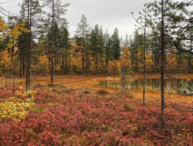 Khám phá vườn quốc gia Urho Kekkonen tươi đẹp ở Lapland, Phần Lan