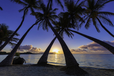 188+ Hình ảnh cây dừa Bến tre, dừa biển tràn đầy sức sống cực đẹp
