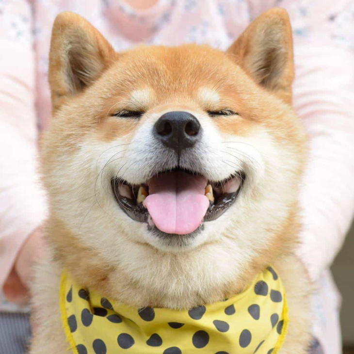 122+ hình ảnh chó shiba cute, chibi chế, full HD hài nhất