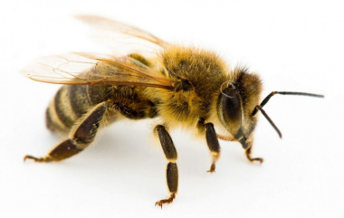99+ hình ảnh con ong mật mới nhất, dễ thương nhất hiện nay