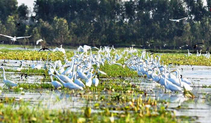 Khám phá thiên nhiên tuyệt đẹp ở khu bảo tồn đất ngập nước Láng Sen