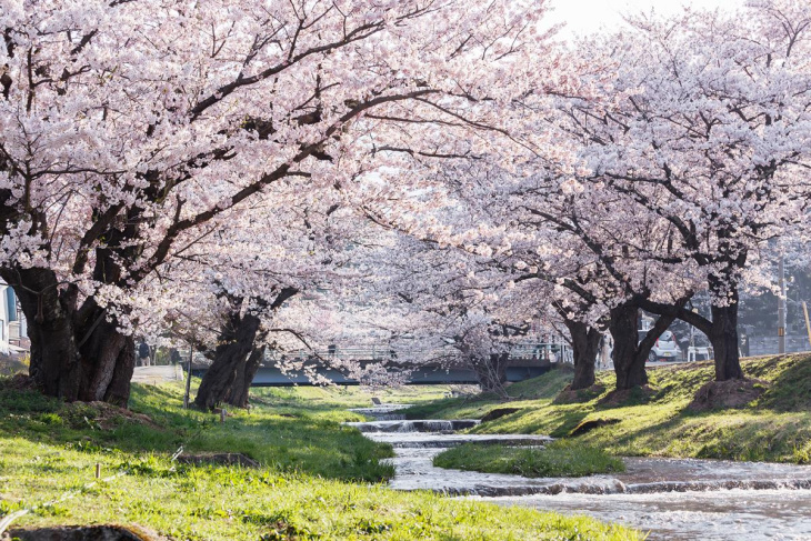 Say đắm sắc hoa anh đào tại 22 địa điểm du lịch nổi tiếng ở Fukushima - Phần 1