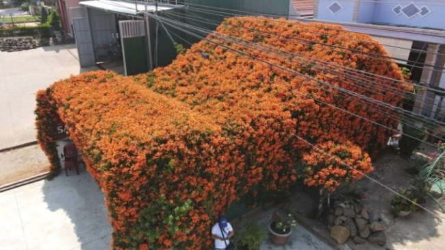 The house covered with chili flowers becomes a check-in point