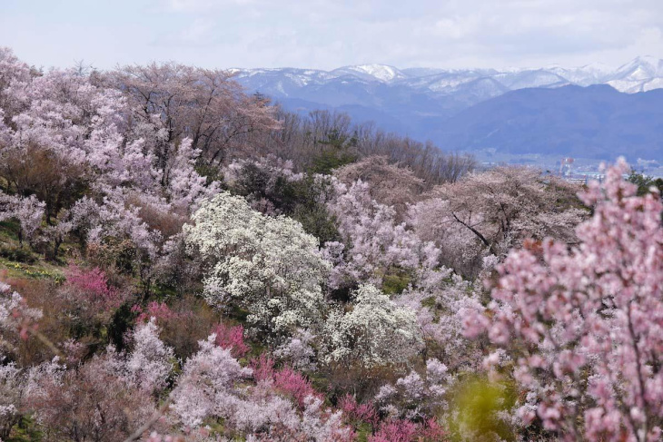 Say đắm sắc hoa anh đào tại 22 địa điểm du lịch nổi tiếng ở Fukushima - Phần 2