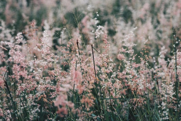 nha trang pink reed grass slope, nha trang tourist spot, pink grass season, travel to nha trang, romantic pink fluttering on the slopes of nha trang pink reed grass