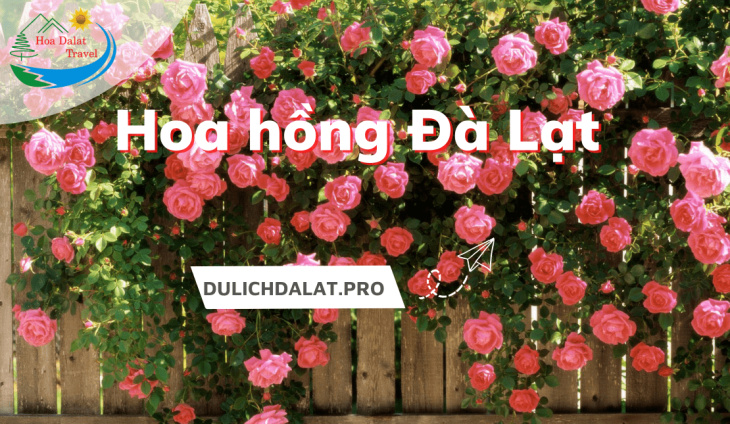Tìm hiểu về hoa hồng Đà Lạt và top 5 vườn hồng đẹp để check in